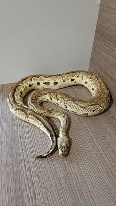 Piton regal pastel clown