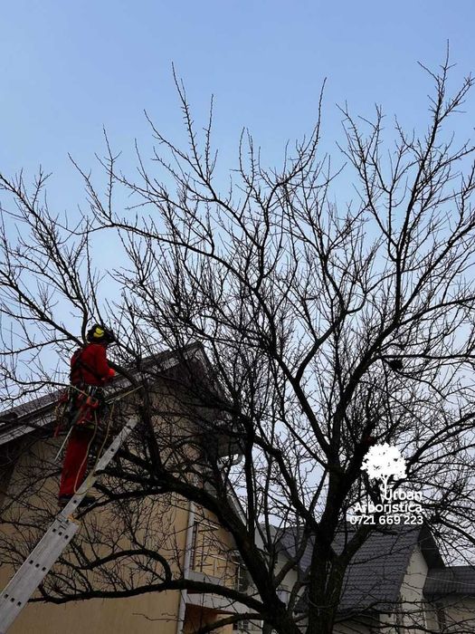 Audit Sănătate Arbori, Pomi Fructiferi, Arbuști - Arborist Cluj-Napoca