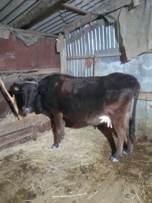 Буаз сиырлар сатылады