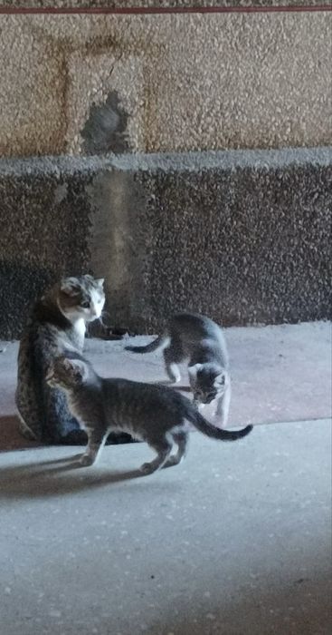 Кошка,2 котят в добрые руки