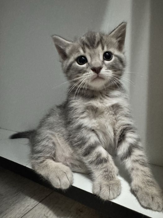 Продам котят бенгальская мама