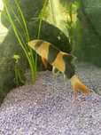 Clown loach peste