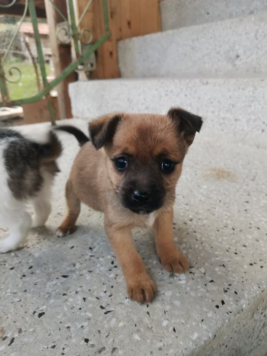 Подарявам кученца