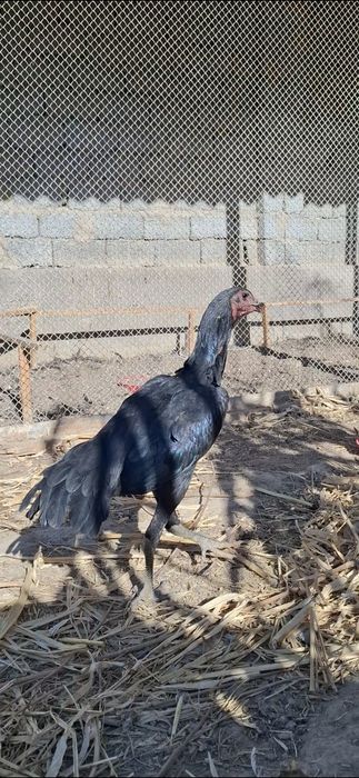 Ганой макиён тозаси 6 ойлик