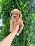 Кавапу/Cavapoo/мъжко и женско