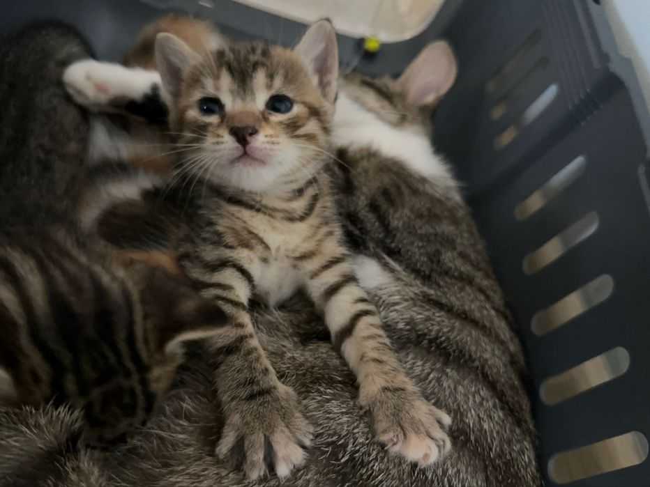 Подарява се женска тигрова котка Zeus – домашна и много мила