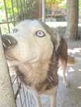 Donez femela Husky de 6 ani