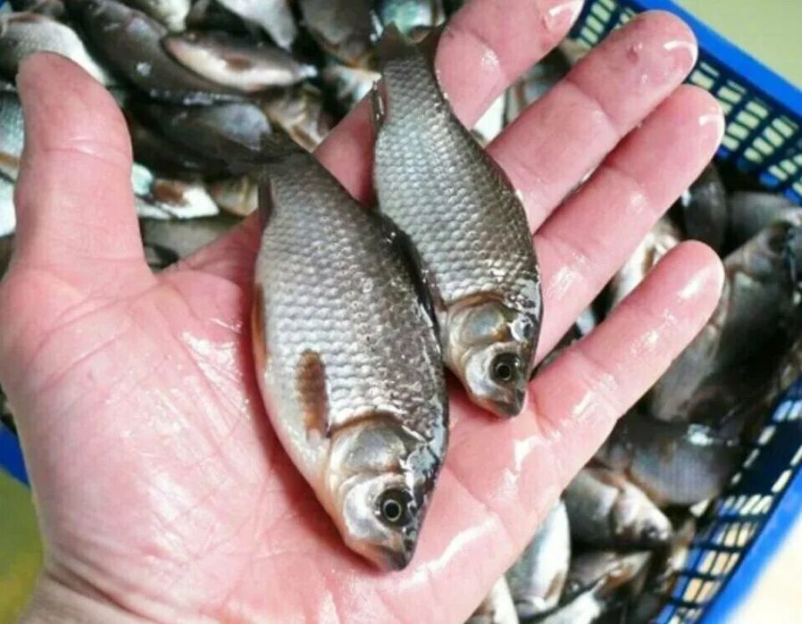 Живец карась , размеры разные