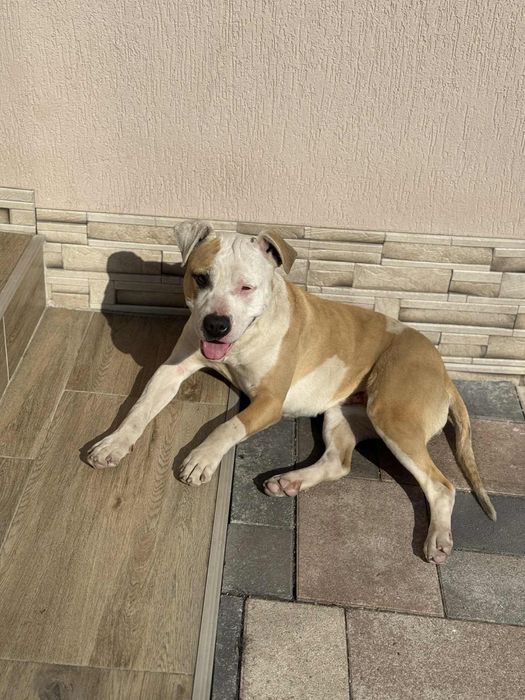 Donez Amstaff - varsta 1 an si 7 luni