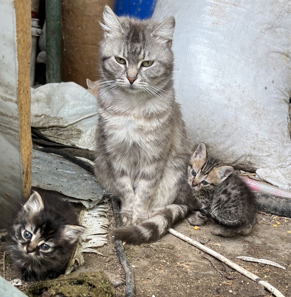 Подаряват се котенца