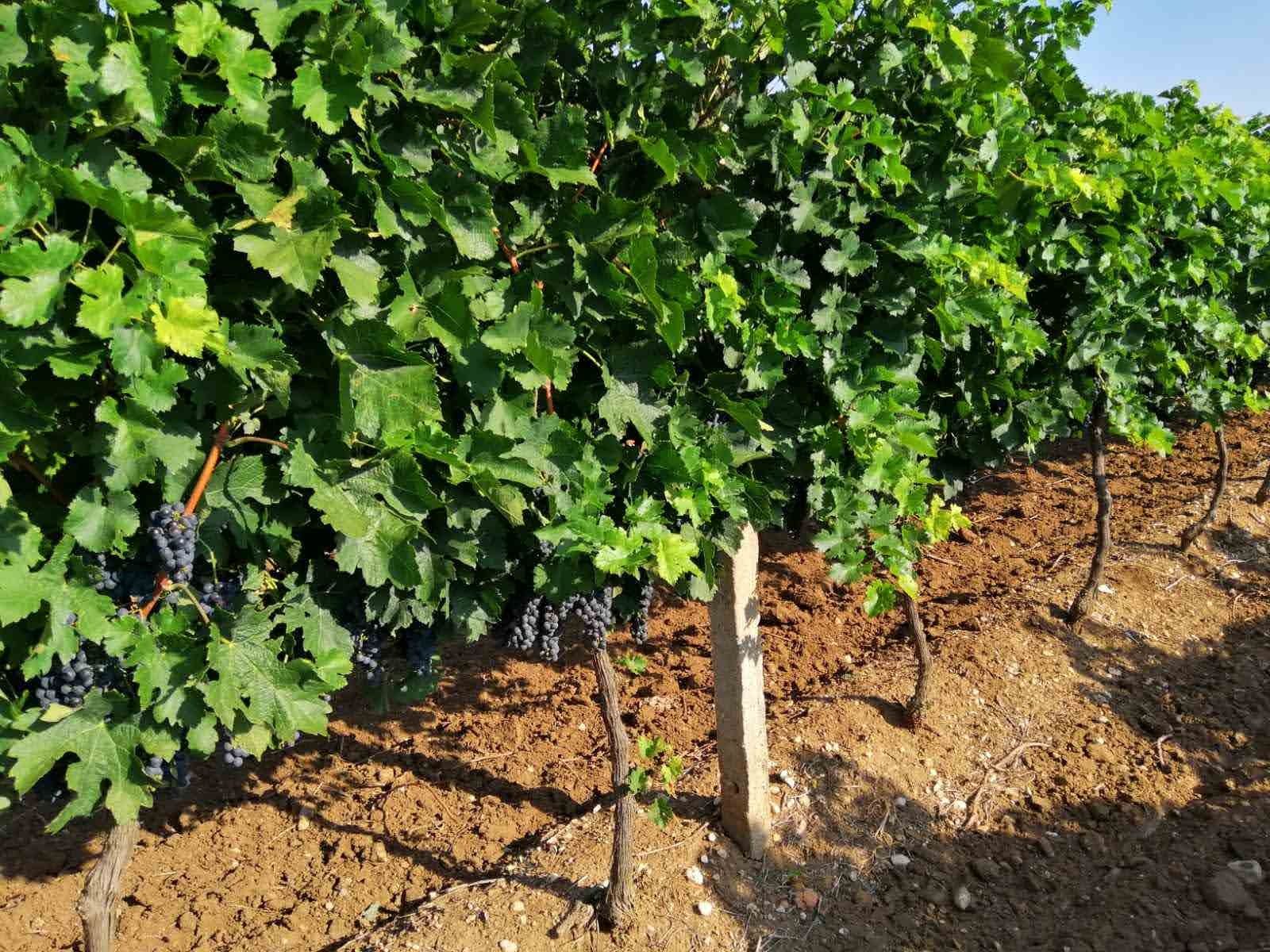 Продавам  грозде Мерло и Димят