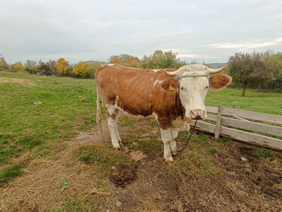 Văcuță de vanzare