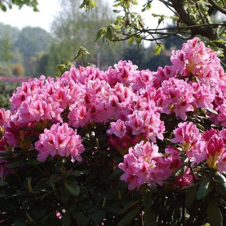 Rhododendron (Trandafir De Munte )