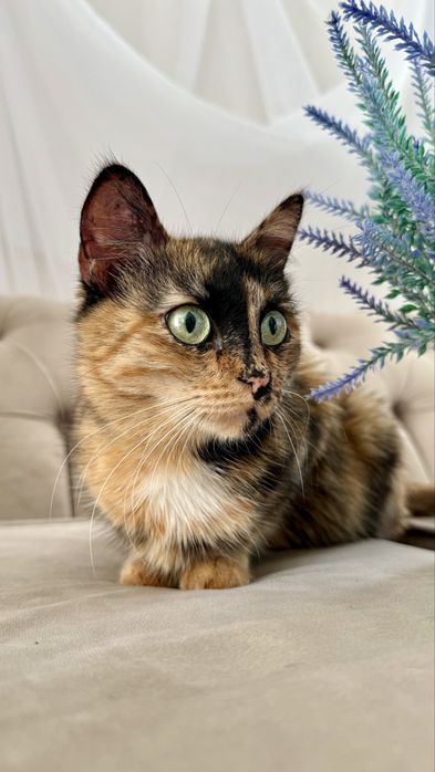 Отдам кошку ТИФФАНИ в добрые руки. Стерилизована