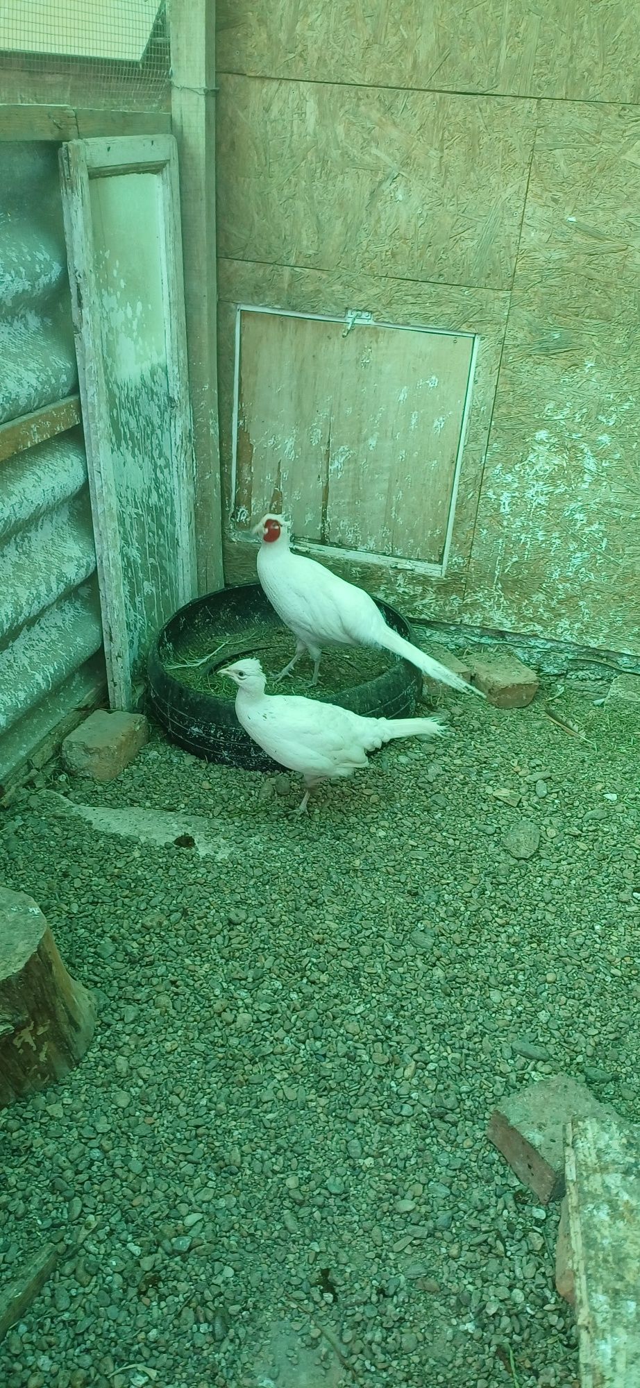Pereche fazan alb matură