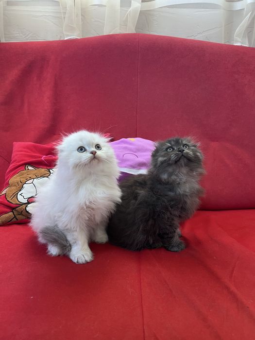 Pisicuti Scottish Fold