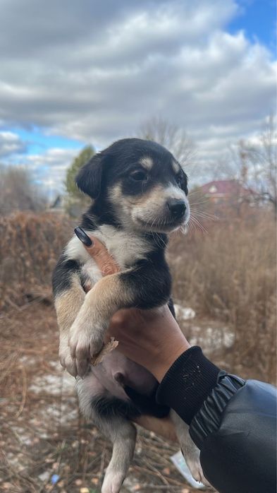 Милые Щенки мальчики и девочки ищут дом