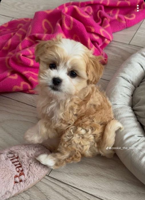 Maltipoo poodle mini toy superb