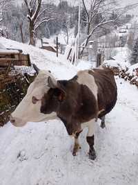 De vânzare vaca de 4 vitei ,lapte 25 litri