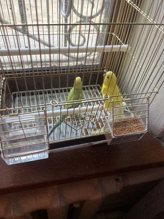 Пара 10 000 тг дәні подарка беріледі тап таза