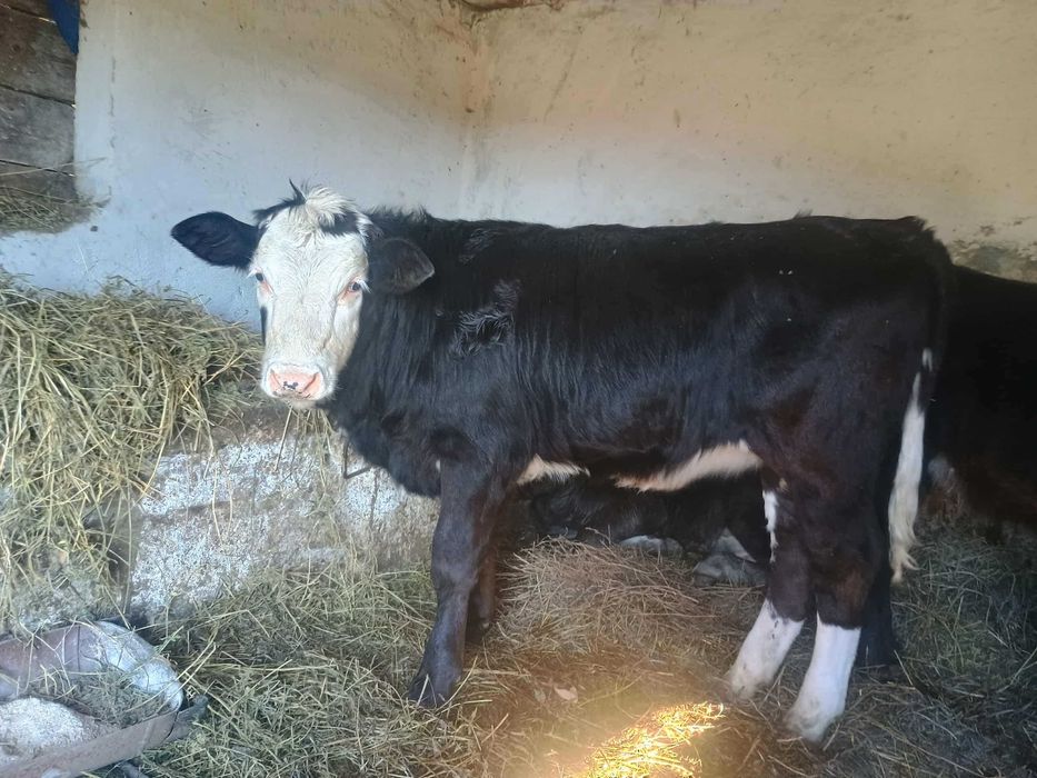 Vând vitea înțărcată de 7 luni