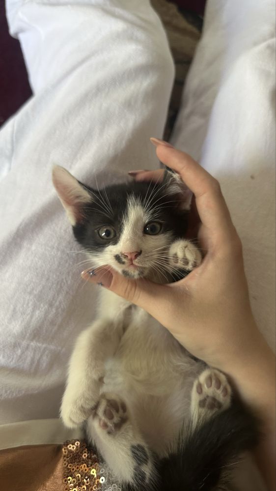 Котята,марғаулар
