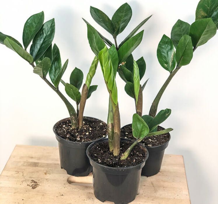 Денежное растение Замиокулькас