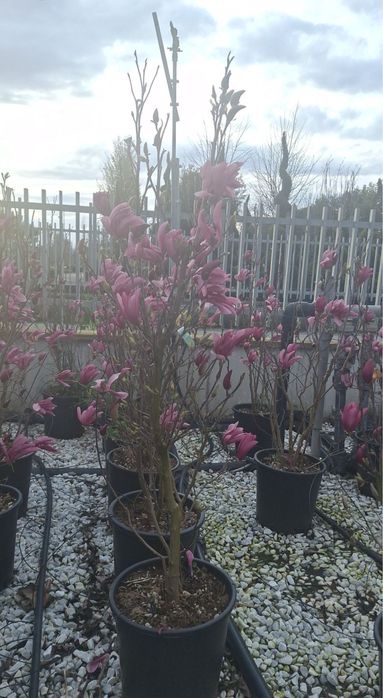 Vindem magnolia de mai multe dimensiuni si feluri oriunde in tara