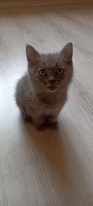 6 oylik britanskiy mushukcha (qiz) sotiladi!
Sog‘lom, toza, mehribon v