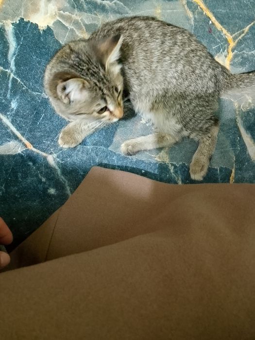 Животные домашние