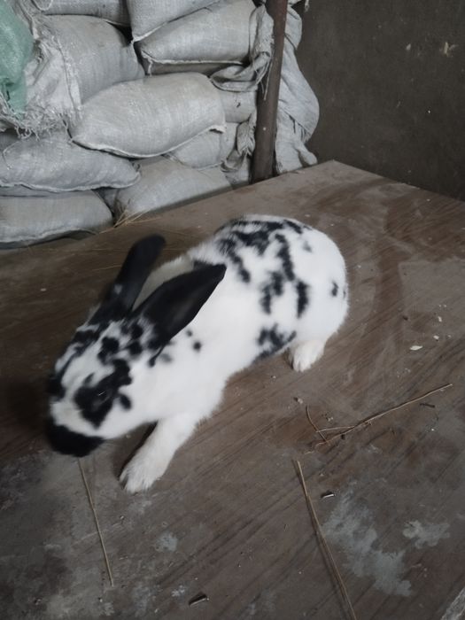 Boğoz quyonla sotiladi