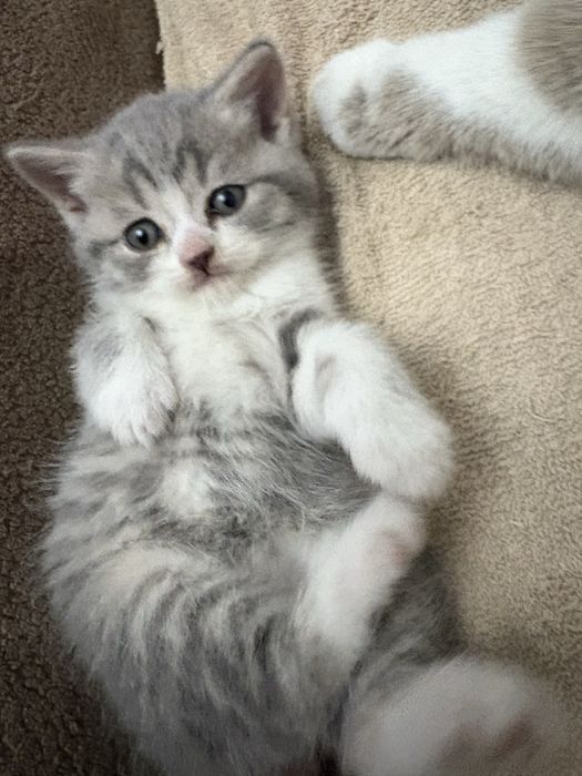 Кошечка, 1 месяц, британской породы