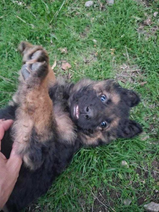 Немски овчарки дългокосмести