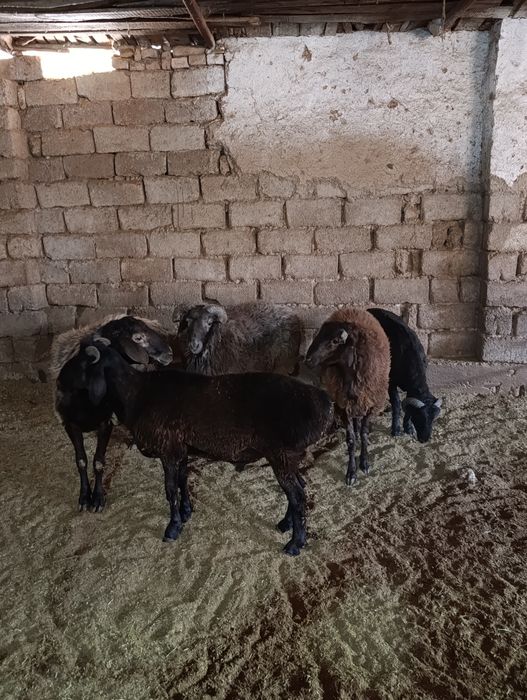 Qoylar 3400 milondan boshlanadi