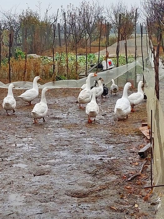 Gaște și rațe de vânzare