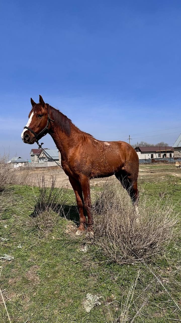 Жылкы лошадь 3 жас.