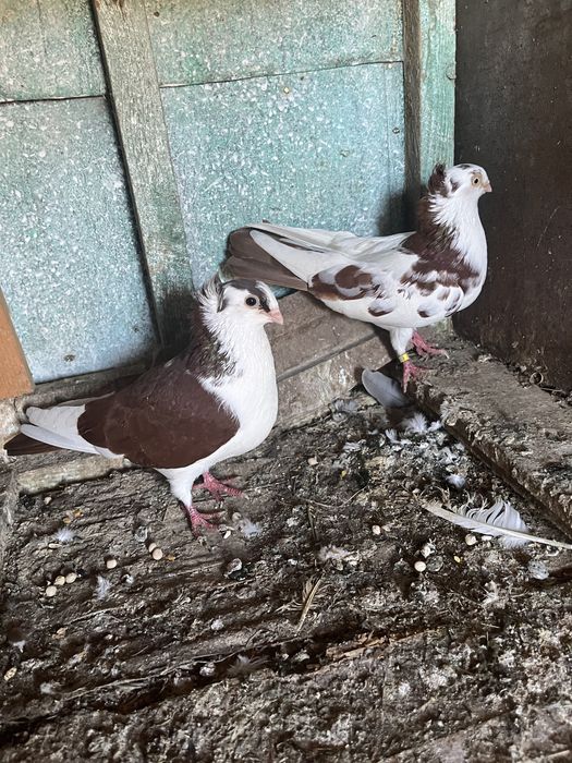 Porumbei de ornament