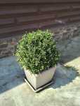 Buxus plante ornamentale