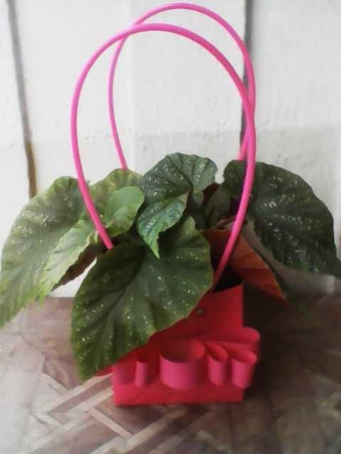 Продавам Кралска бегония