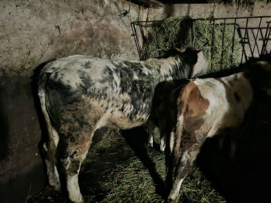 Vitea de carne 500kg si taur 200kg