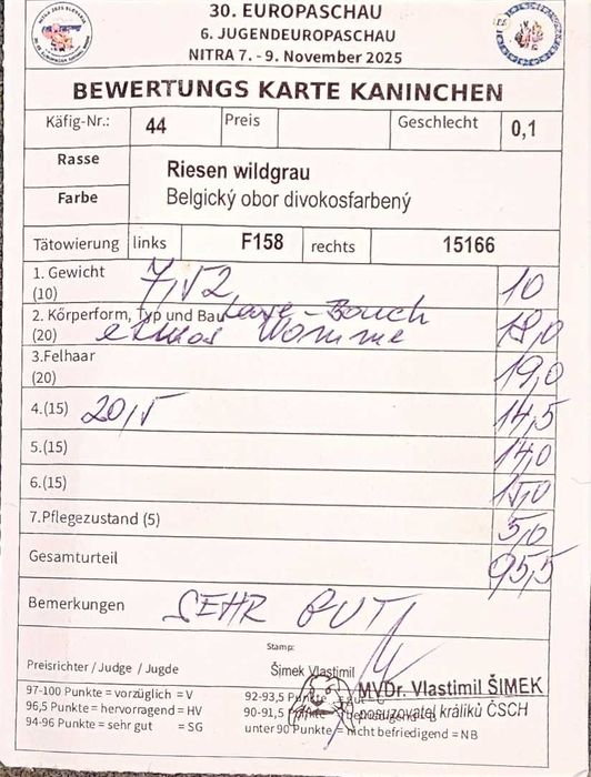 Femela Urias Gri German F158 15166