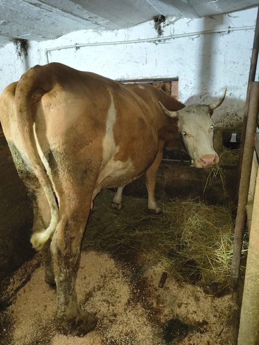 Vând vacă gestanta