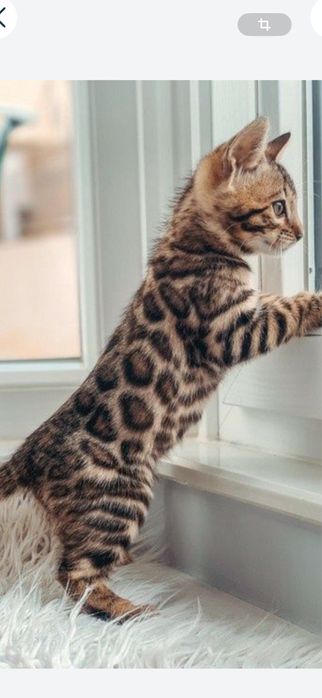 Чистокровные котята Бенгальской породы