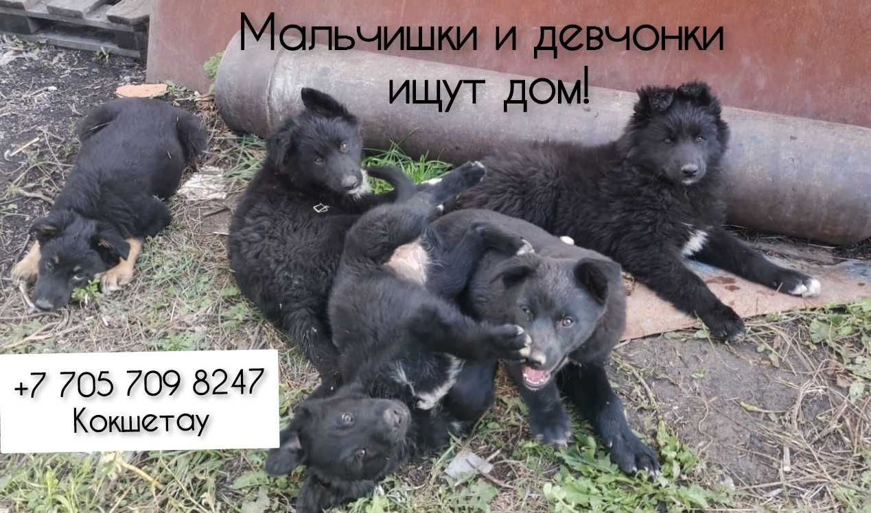 Щенки ищут своих людей