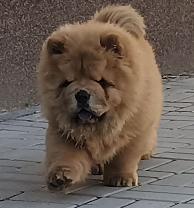 CHOW CHOW femela rosie cu Pedigree
