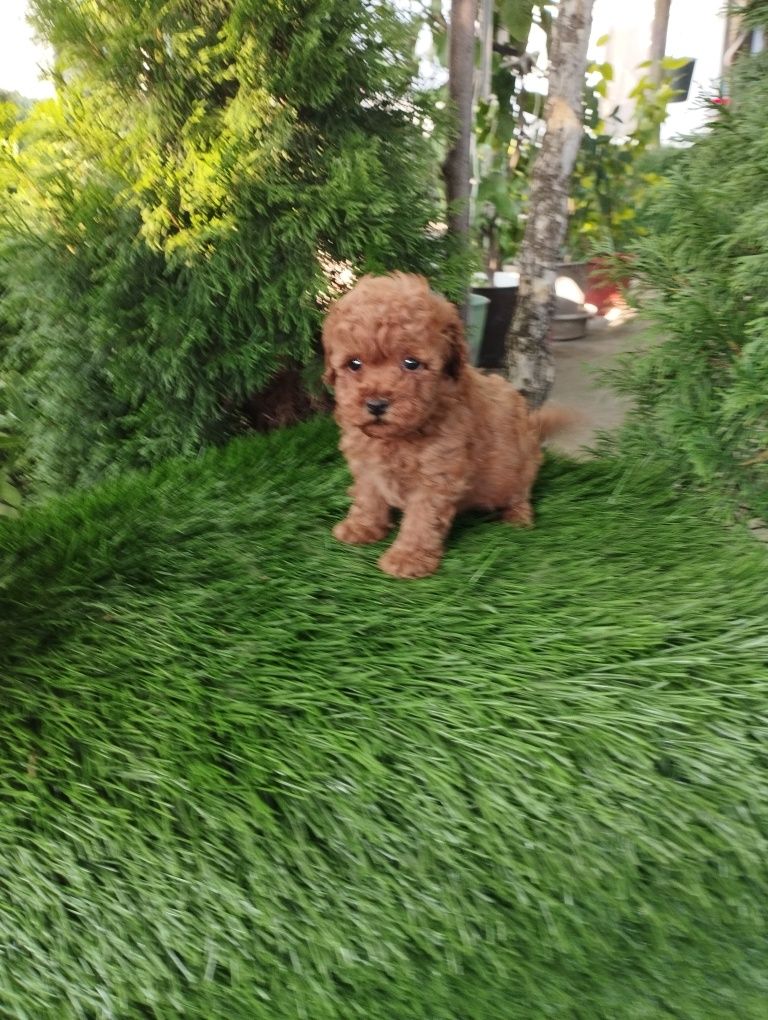 Той Пудел/Poodle Toy.