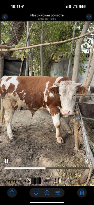 Сементал Бука сотилади ёш хали усадиган тиш бузмаган