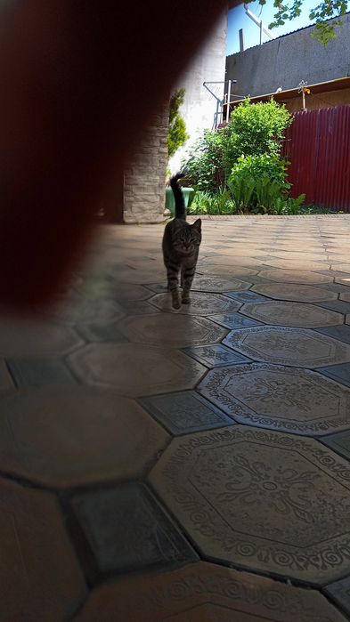 Кошка хорошая отдам бесплатно