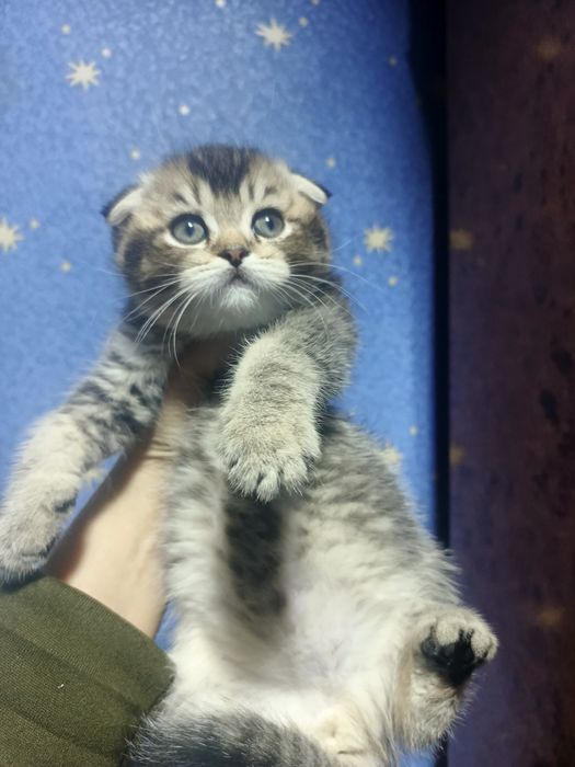 Котенок скотиш фолд