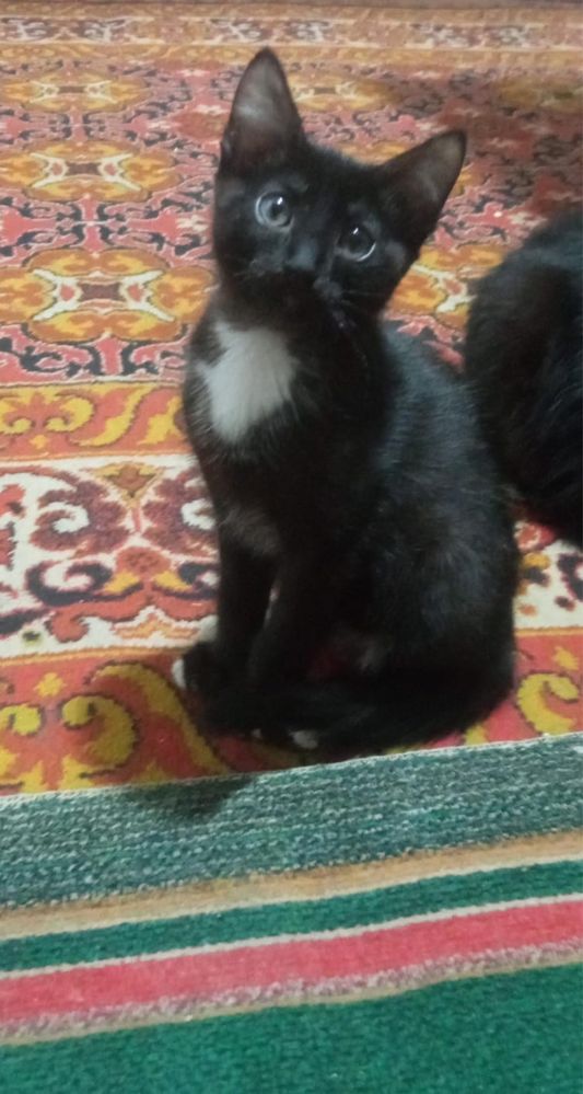 Отдам в добрые руки котят мальчиков,3 месяца